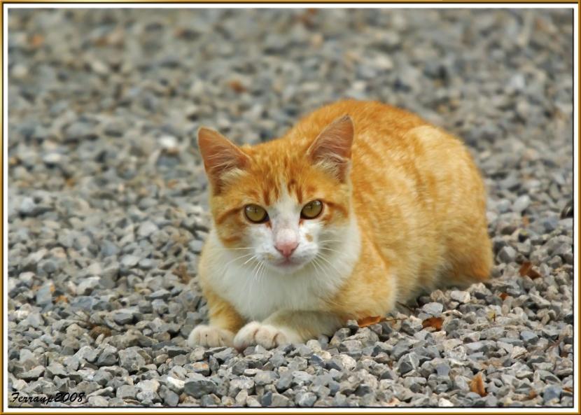gato_bicolor_callejero
