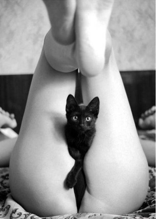 gato